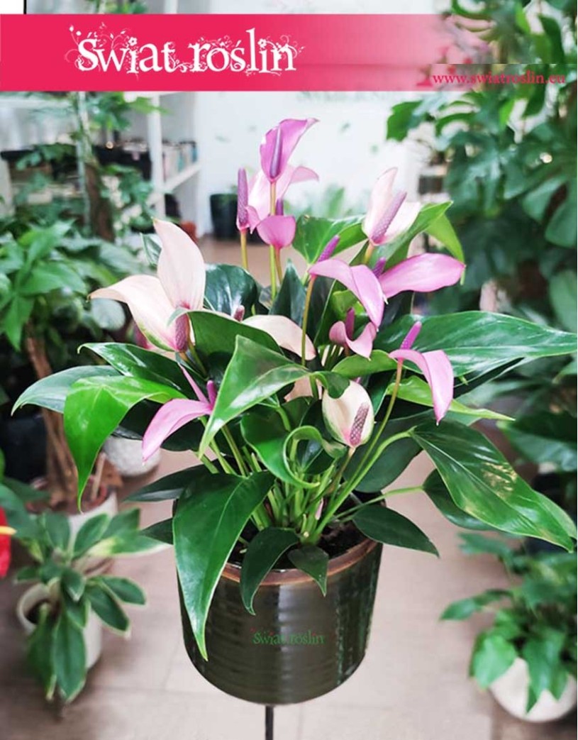 Anturium Zizou sklep wysyłka, Anthurium Zizou sklep Kraków, Kitnia