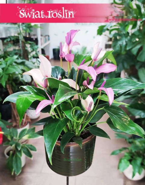 Anturium Zizou sklep wysyłka, Anthurium Zizou sklep Kraków, Kitnia