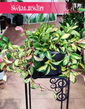 Duża Hoya Carnosa Tricolor, wielka Hoja, Woskownica