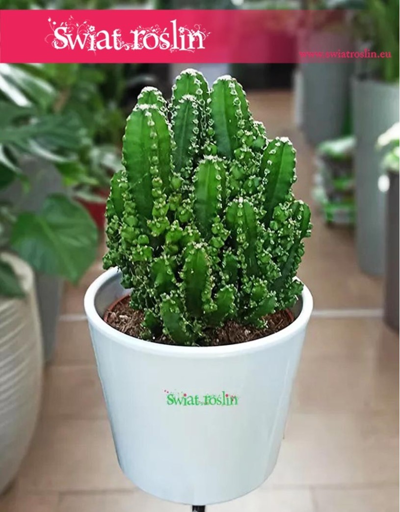 Cereus, Cereus Peruwiański Paolina, Cereus Peruvianus Paolina, Pałczak Paolina, rośliny kwiaty doniczkowe