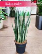 Sansevieria Bantel sklep z roślinami doniczkowymi, Sansewieria Bantel