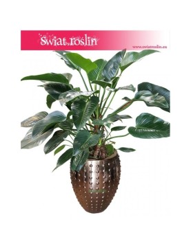 Philodendron Green Beauty, Filodendron Green Beauty 2