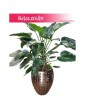 Philodendron Green Beauty, Filodendron Green Beauty 2