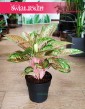 Aglaonema Painted Celebration, Aglonema Painted Celebration modne rośliny doniczkowe sklep internetowy