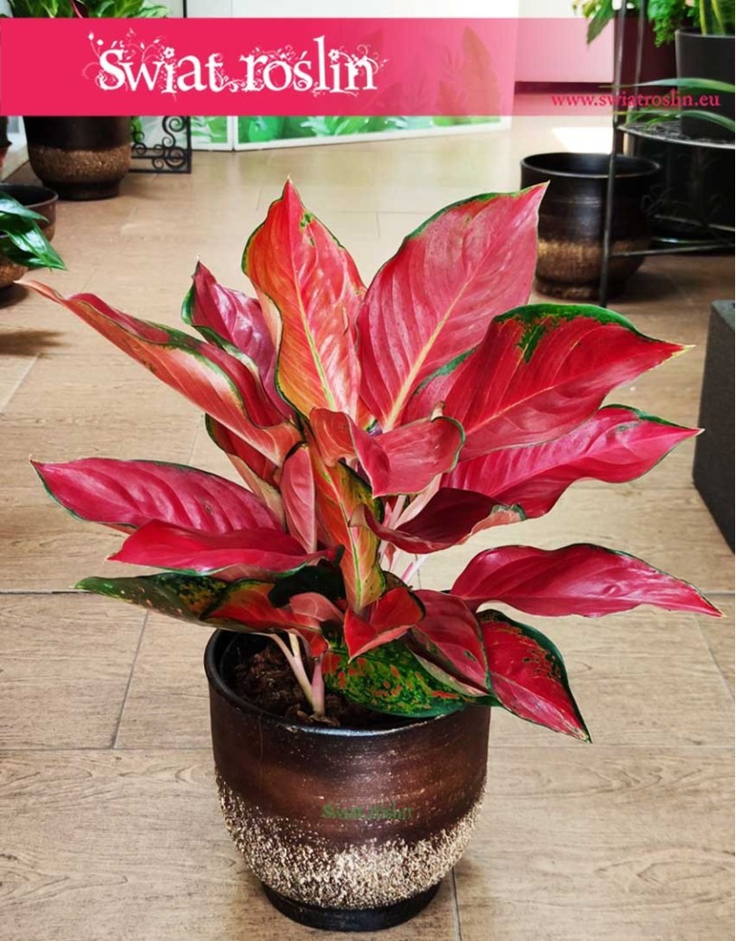 Duża Aglonema Cherry Baby, Wielka Aglaonema Cherry Baby