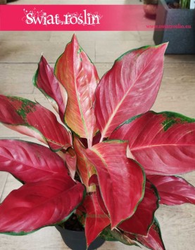 Duża Aglonema Cherry Baby, Wielka Aglaonema Cherry Baby sklep z roslinami wysyłka online
