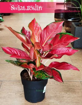 Duża Aglonema Cherry Baby, Wielka Aglaonema Cherry Baby sklep w Krakowie z roślinami wysyłka online