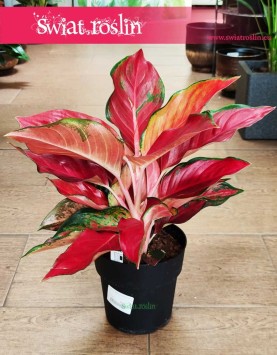 Duża Aglonema Cherry Baby, Wielka Aglaonema Cherry Baby rośliny doniczkowe sklep internetowy online