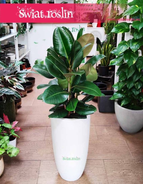 Fikus sprężysty Robusta, Figowiec sprężysty Robusta, Ficus elastica Robusta