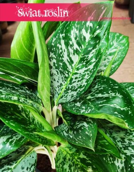 Aglaonema Pearl, Aglaonema Pearl, niesamowite aglonemy sklep online