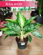 Aglaonema Pearl, Aglaonema Pearl sklep z roślinami w Małopolsce wysyłka roślin kwiatów doniczkowych
