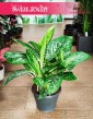 Aglaonema Pearl sklep internetowy online z roślinami wysyłka, Aglaonema Pearl,