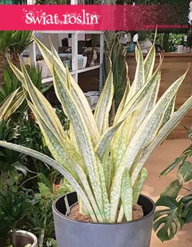 Duża Sansewieria Lauren, Wężownica, Wielka Sansevieria Lauren sklep internetowy online z roślinami wysyłka roslin