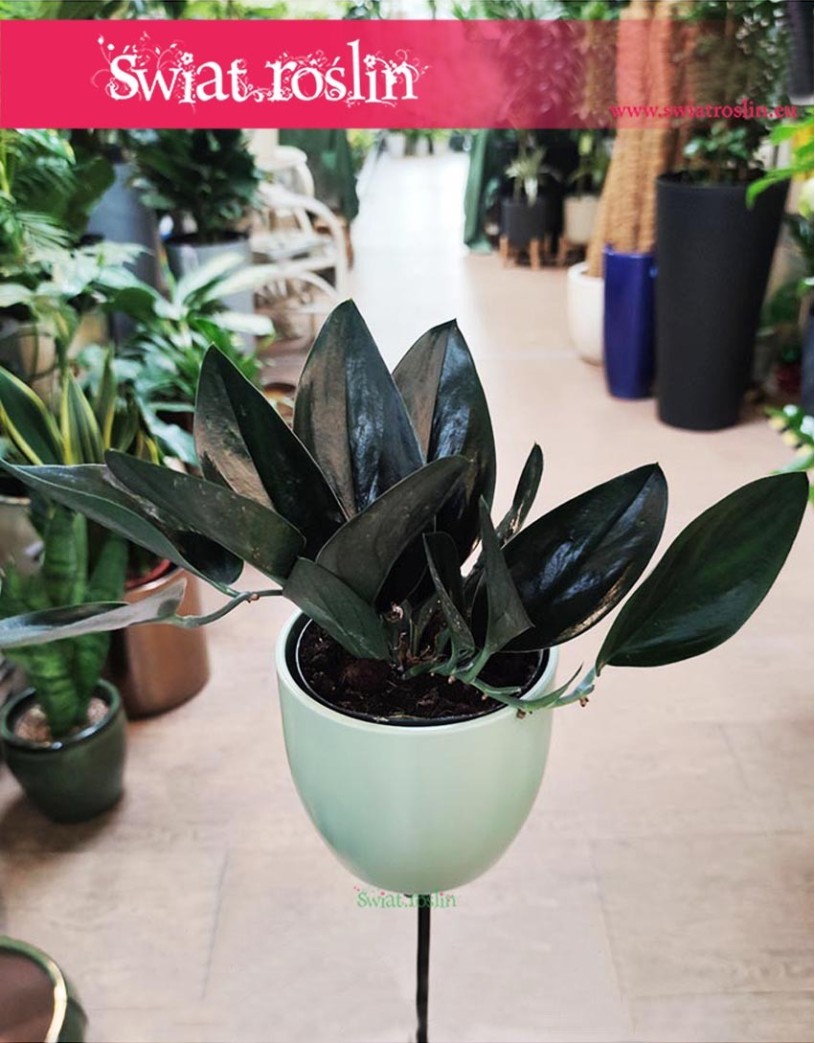 Scindapsus 'Dark Form' Epipremnum
