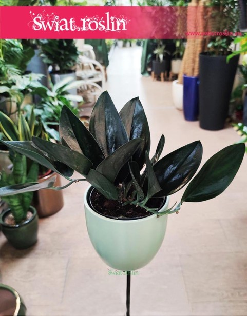 Scindapsus 'Dark Form' Epipremnum