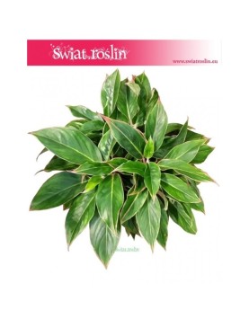 Aglonema Tivoli, Aglaonema Tivoli 1
