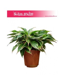 Aglonema Tivoli, Aglaonema Tivoli 2