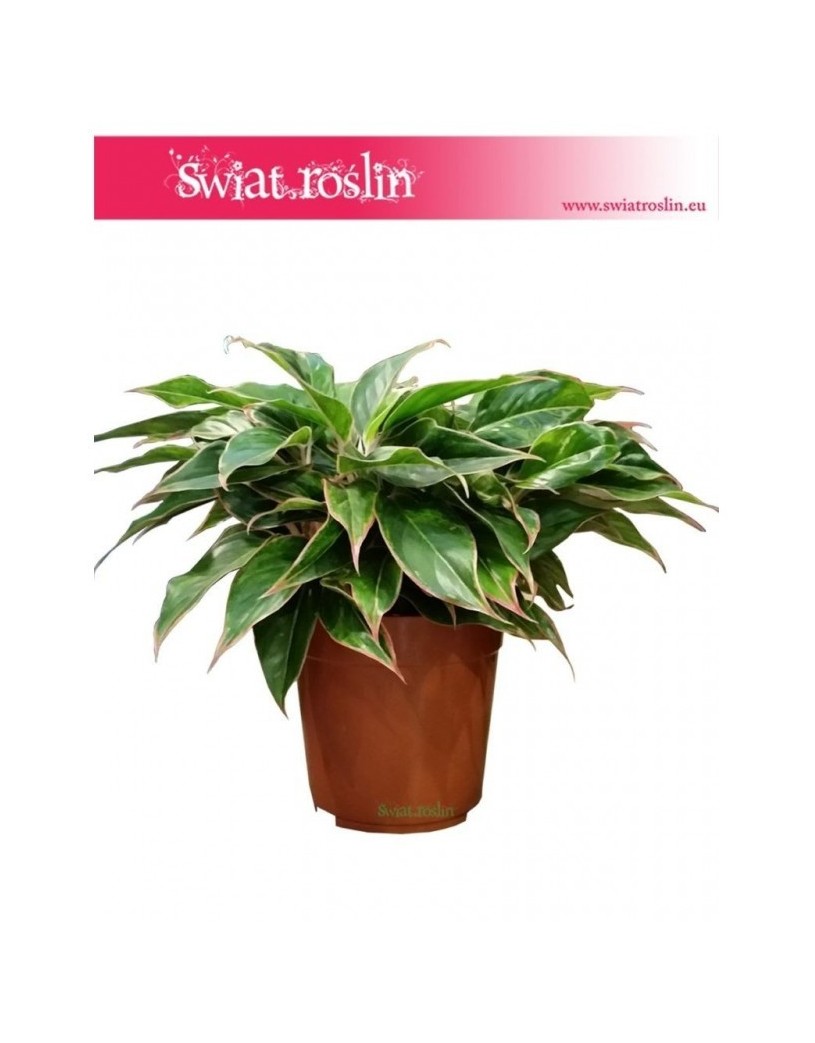 Aglonema Tivoli, Aglaonema Tivoli 2