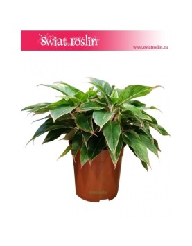 Aglonema Tivoli, Aglaonema Tivoli 3