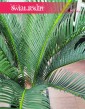 Sztuczny Cycas Revoluta niewymagająca roślina, Sagowiec wygięty roślina sztuczna