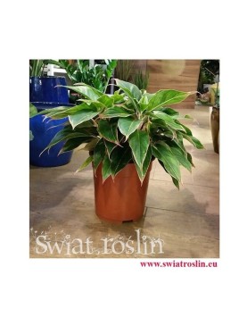 Aglonema Tivoli, Aglaonema Tivoli, sklep z roslinami doniczkowymi, wysyłka roślin