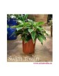 Aglonema Tivoli, Aglaonema Tivoli, sklep z roslinami doniczkowymi, wysyłka roślin