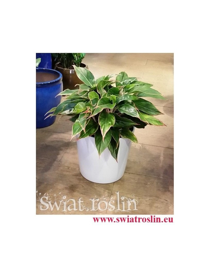 Aglonema Tivoli, Aglaonema Tivoli, rosliny doniczkowe sklep,  kraków rośliny, rośliny egzotyczne, rośliny tropikalne