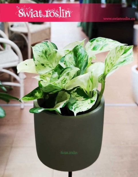 Scindapsus Happy Leaf, Epipremnum Happy Leaf