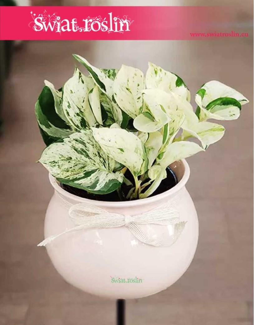 Scindapsus Happy Leaf wysyłka sklep online internetowy, Epipremnum Happy Leaf