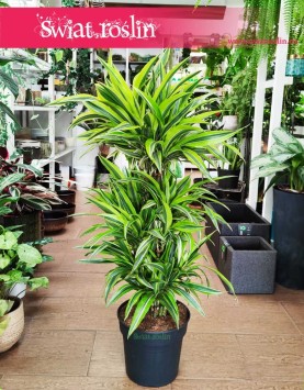 Gęsta Dracaena Deremensis Lemon Lime internetowy sklep Kraków, Wielka Dracena Deremeńska Lemon Lime