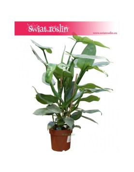 Filodendron Hastatum, Philodendron Hastatum 1