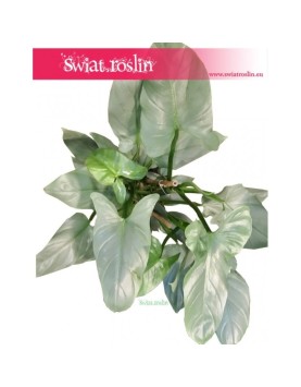 Filodendron Hastatum, Philodendron Hastatum 2
