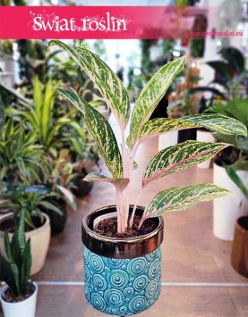 Aglaonema Cocomelon, Aglonema Cocomelon, sklep z aglonemami w Krakowie