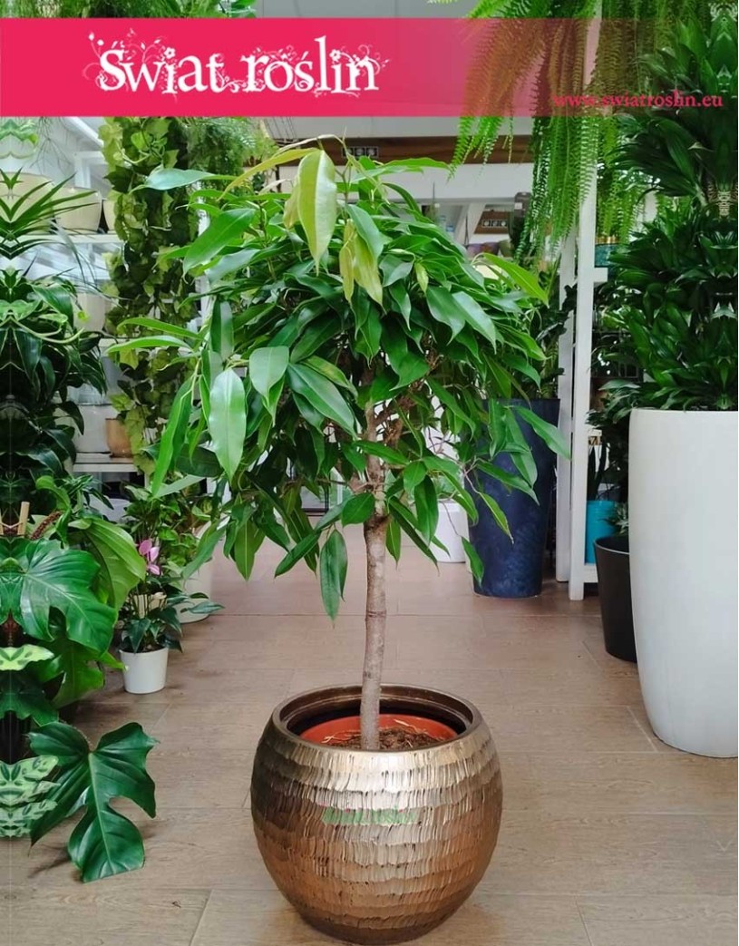 Fikus Amstel King Drzewko, Ficus Amstel King drzewko, Figowiec Amstel King drzewko, rośliny doniczkowe sklep internetowy online