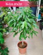 Fikus Amstel King Drzewko, Ficus Amstel King drzewko, Figowiec Amstel King drzewko