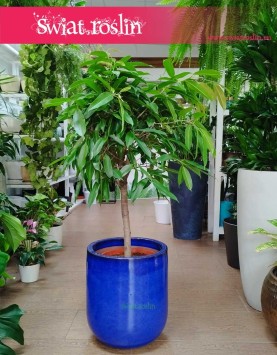 Fikus Amstel King Drzewko, Ficus Amstel King drzewko, Figowiec Amstel King drzewko, modne rośliny doniczkowe sklep online