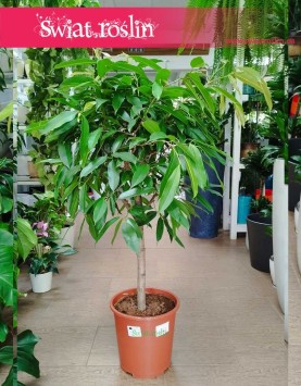 Fikus Amstel King Drzewko, Ficus Amstel King drzewko, Figowiec Amstel King drzewko duże rośliny Kraków