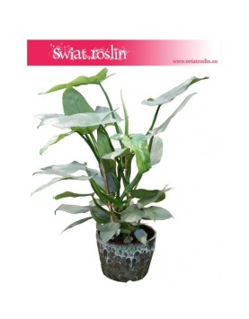 Filodendron Hastatum, Philodendron Hastatum 3