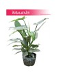 Filodendron Hastatum, Philodendron Hastatum 3