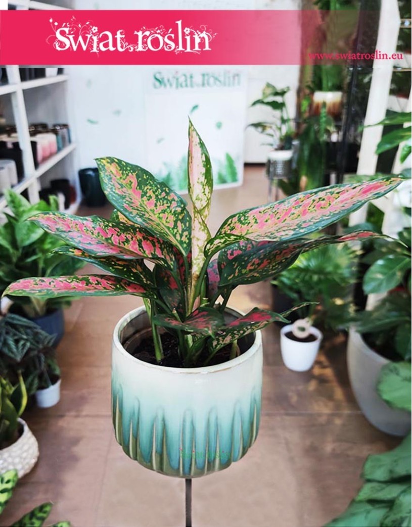 Aglaonema Point Star sklep online Kraków, Aglonema Point Star sklep z aglonemami w Krakowie