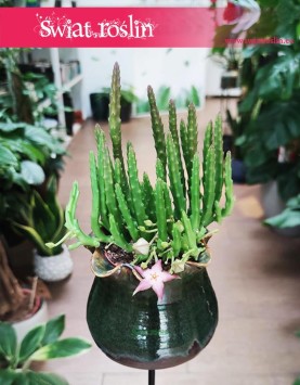 Stapelia Divaricata sklep, Gwiazda Szeryfa, Zamszyca modne rośliny z insta sklep online Brudnota, sukulenty sklep kraków