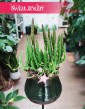 Stapelia Divaricata sklep, Gwiazda Szeryfa, Zamszyca modne rośliny z insta sklep online Brudnota, sukulenty sklep kraków