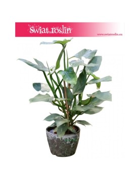 Filodendron Hastatum, Philodendron Hastatum 4