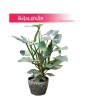 Filodendron Hastatum, Philodendron Hastatum 4