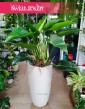 Philodendron Congo Green, Filodendron Congo Green