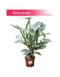 Filodendron Hastatum, Philodendron Hastatum 5