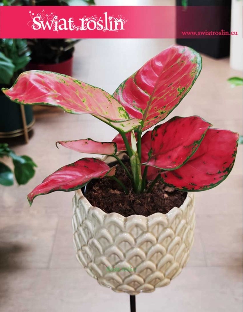 Roślina Aglaonema Red Joy, Aglonema Red Joy