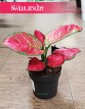 Produkt roślina Aglaonema Red Joy wysyłka sklep, Aglonema Red Joy