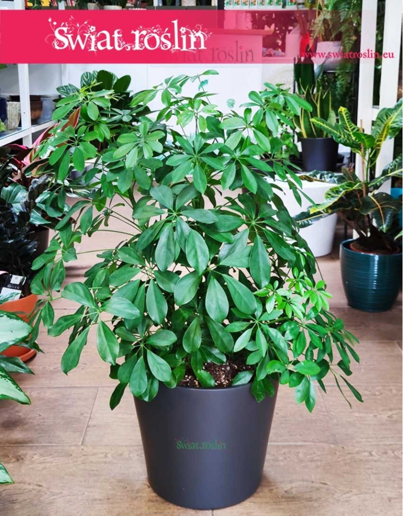 Schefflera Arboricola, Szeflera Arboricola
