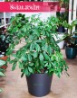 Schefflera Arboricola, Szeflera Arboricola